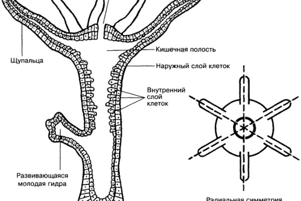 Актуальное зеркало на кракен