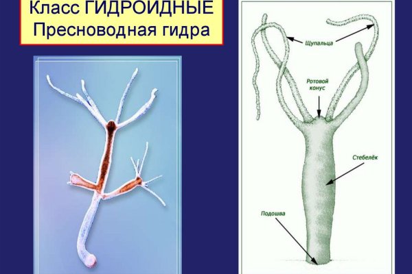 Kraken 12 at сайт